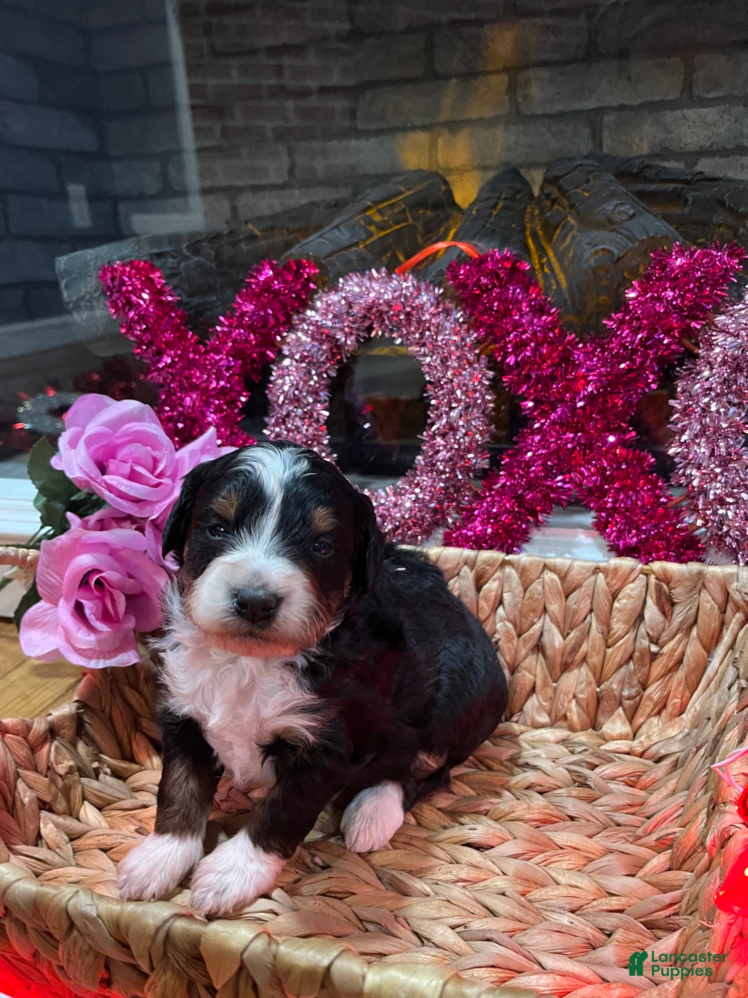 Mini Bernedoodle dogs for sale: Cosmo - Ad 1