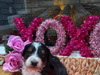 Mini Bernedoodle dogs Cosmo - Ad 40