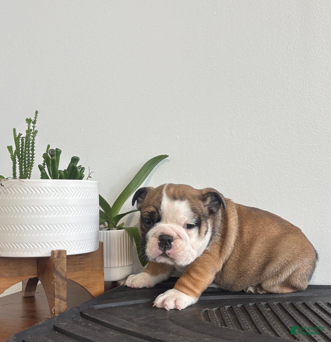 English Bulldog dogs for sale: Chester - Ad 2