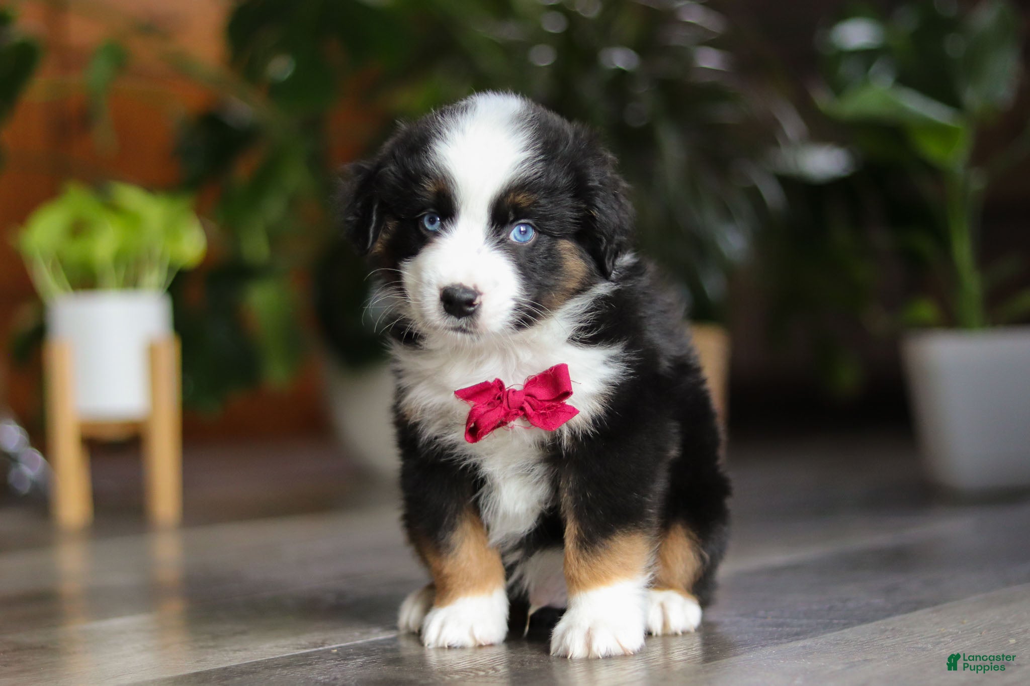 Miniature Australian Shepherd dogs Dubai - Ad 17
