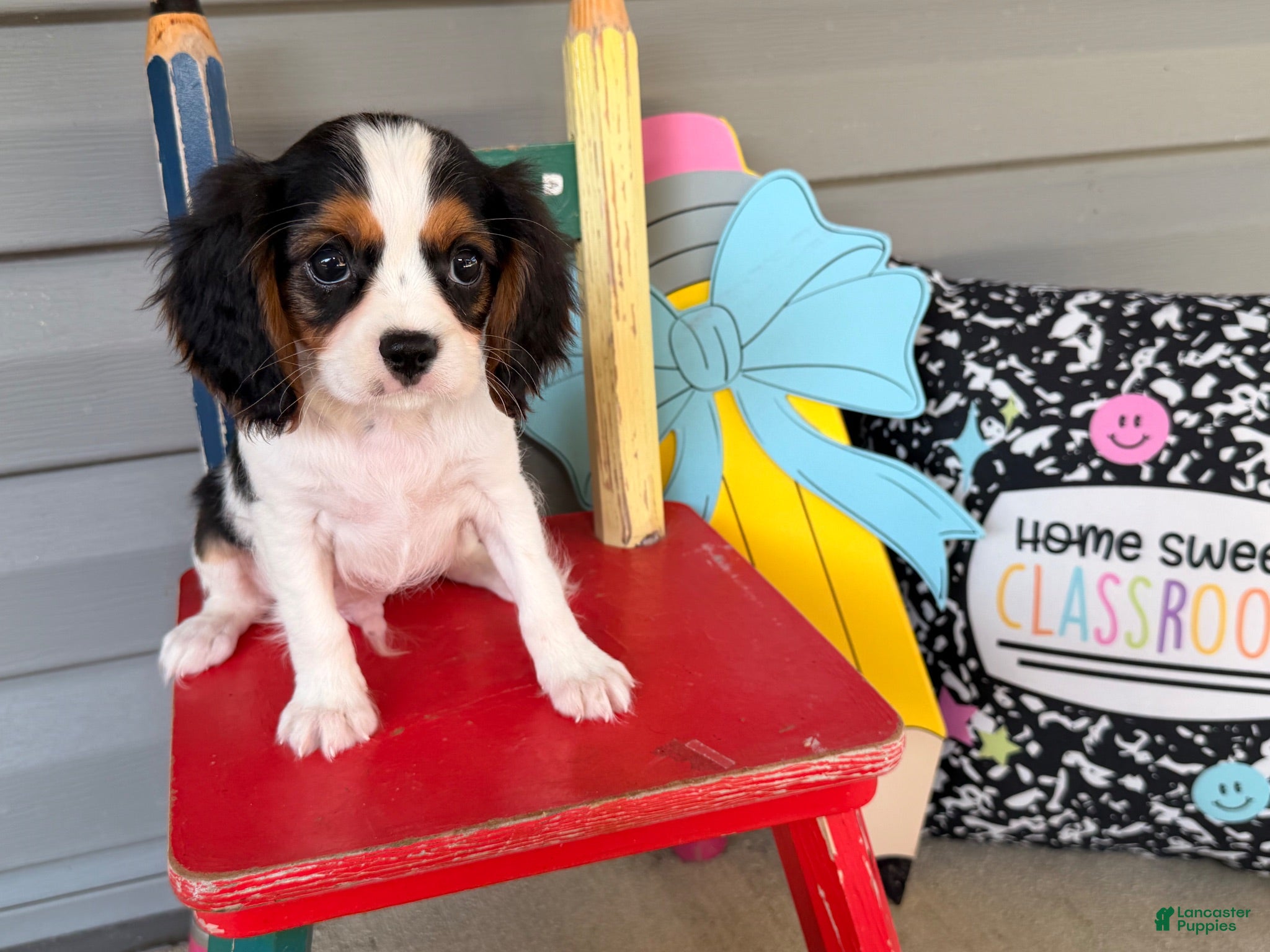 Cavalier King Charles Spaniel dogs Skyler - Ad 2