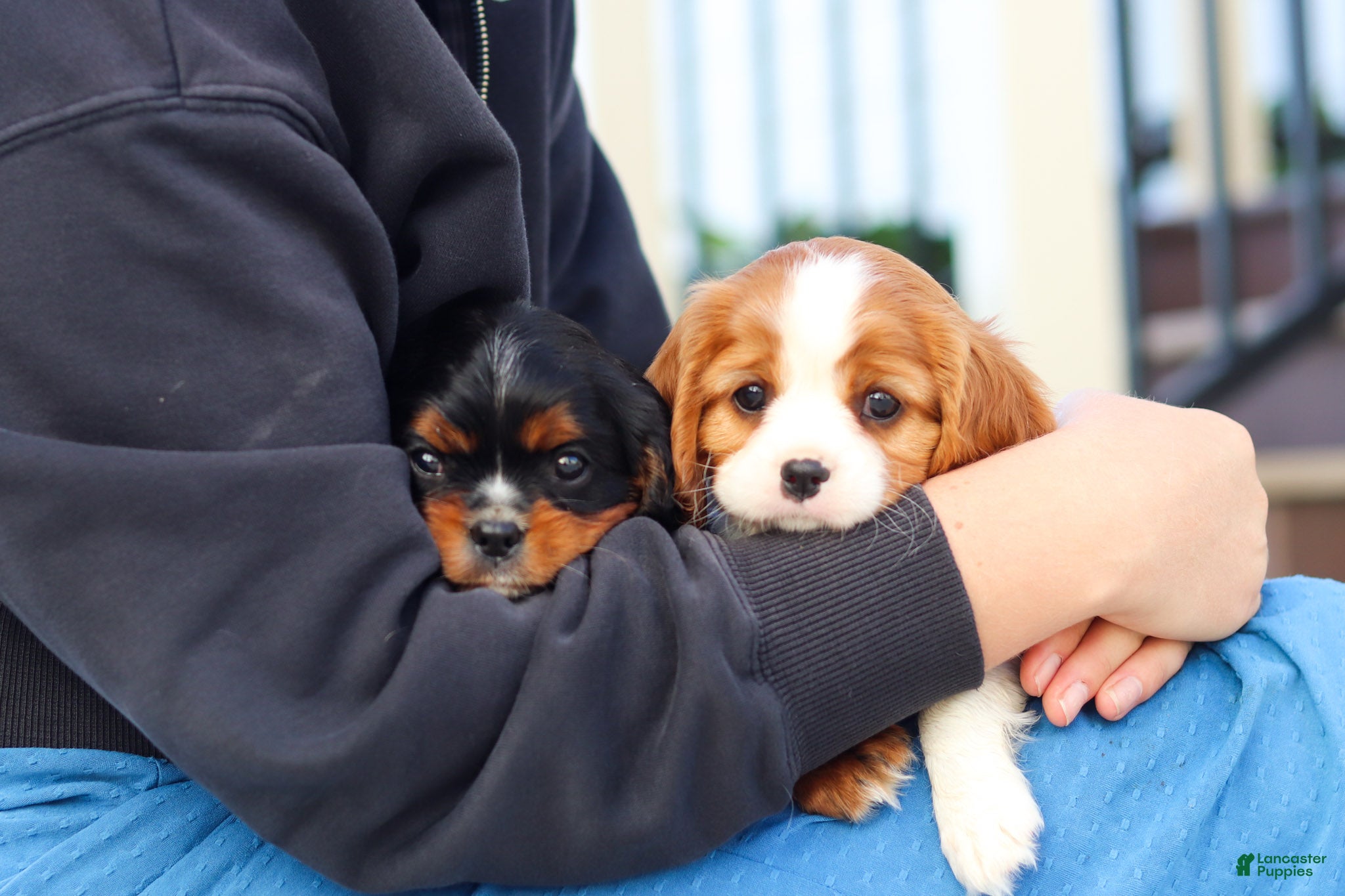 Cavalier King Charles Spaniel dogs for sale: Brock - Ad 9