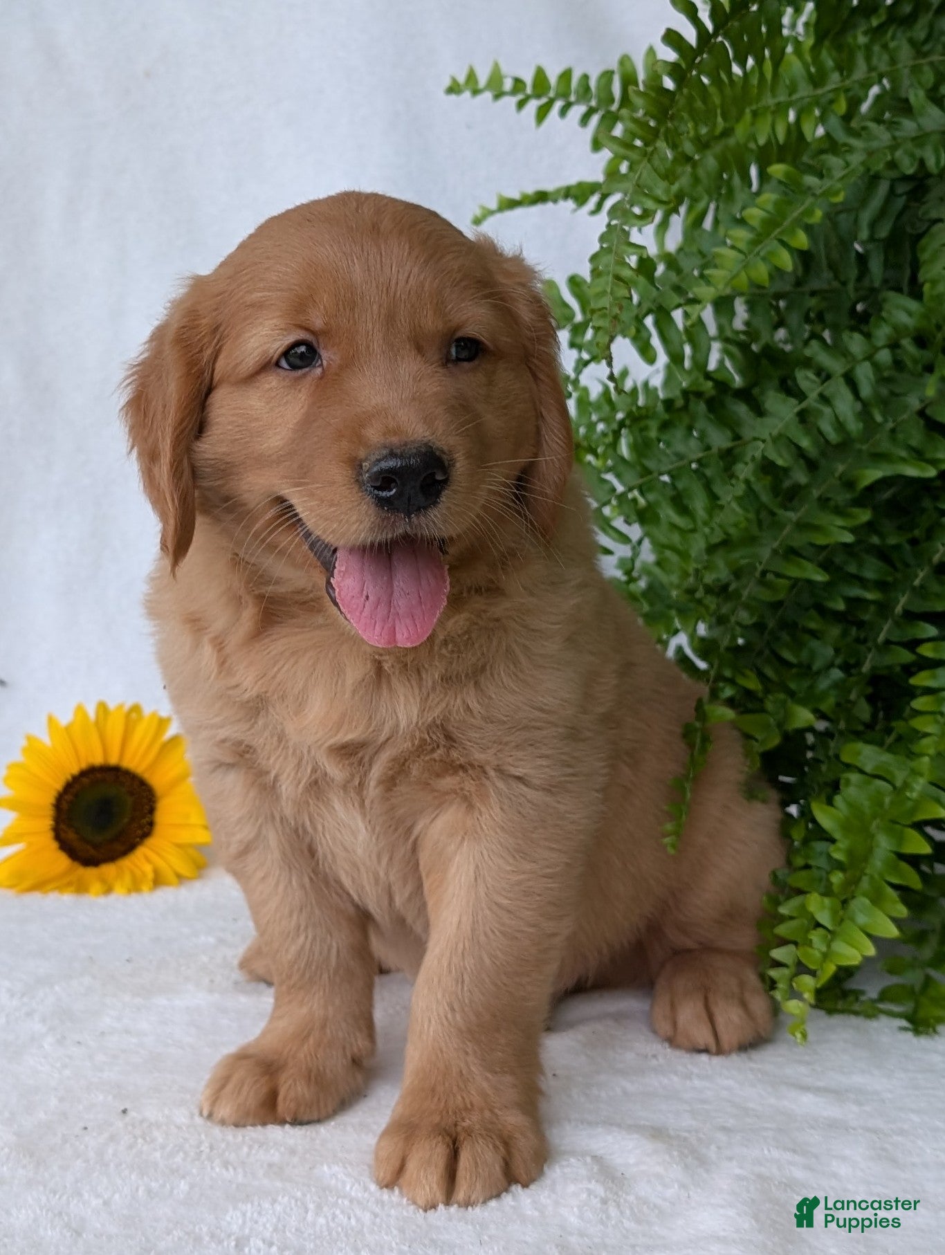 Golden Retriever dogs Buddy  - Ad 1