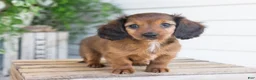 Dachshund dogs for sale: Hank - Ad 11