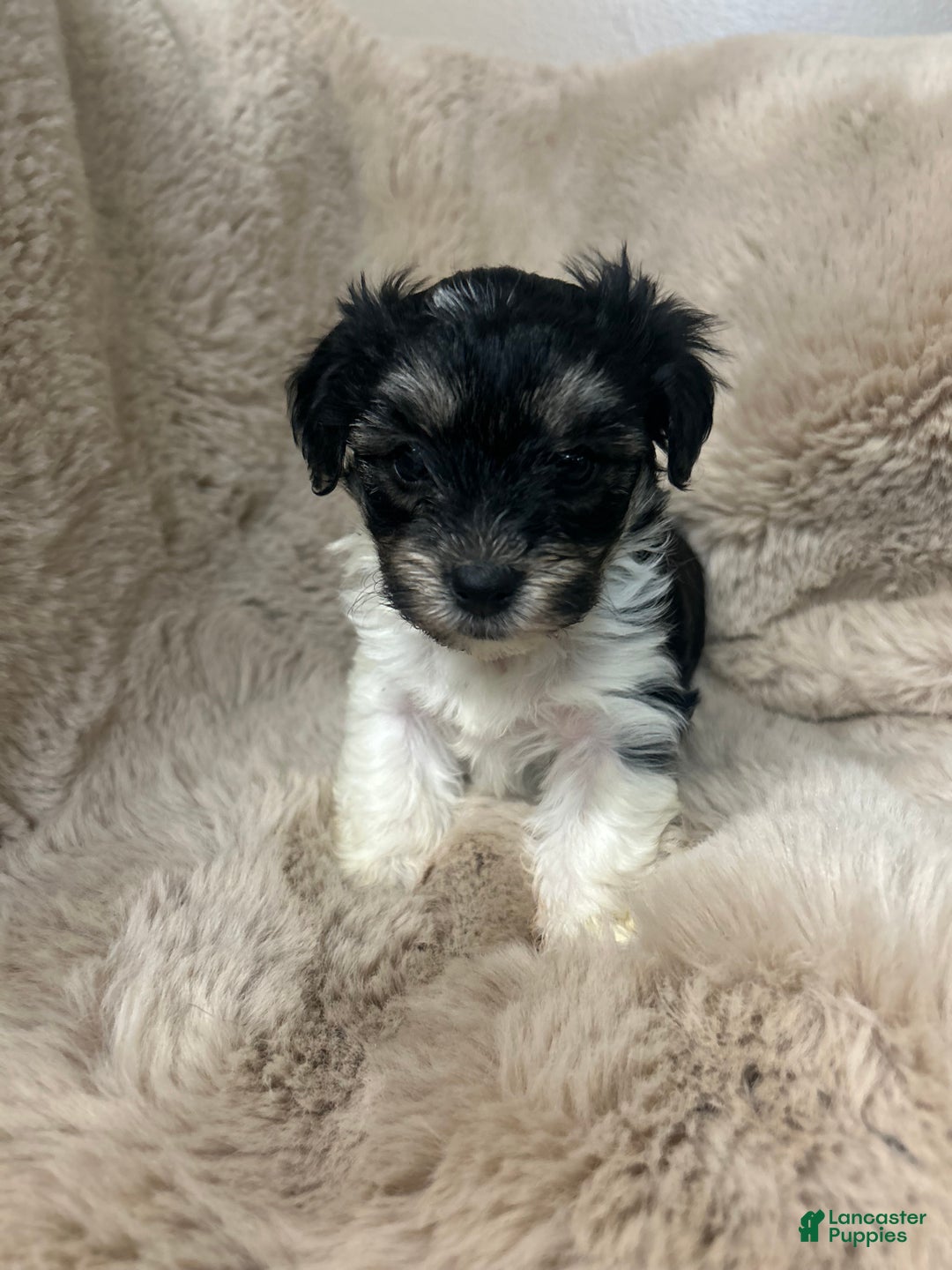 Morkie dogs for sale: Ollie - Ad 2