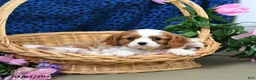 Cavalier King Charles Spaniel dogs for sale: Kujo - Ad 4