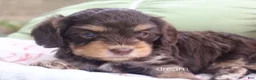 Cavapoo dogs for sale: Anza - Ad 4