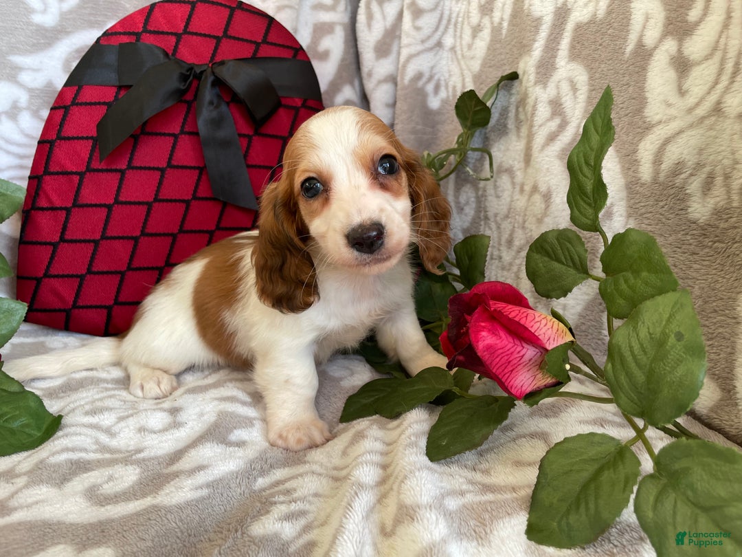 Miniature Dachshund dogs for sale: Baxter - Ad 2
