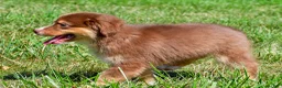 Miniature Australian Shepherd dogs for sale: Nero - Ad 5