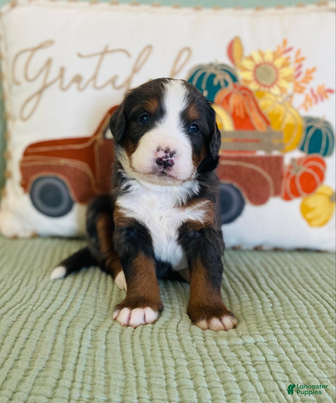 Bernedoodle dogs for sale: Princess - Ad 12
