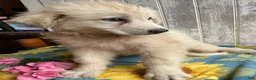 Great Pyrenees dogs for sale: Leo - Ad 2