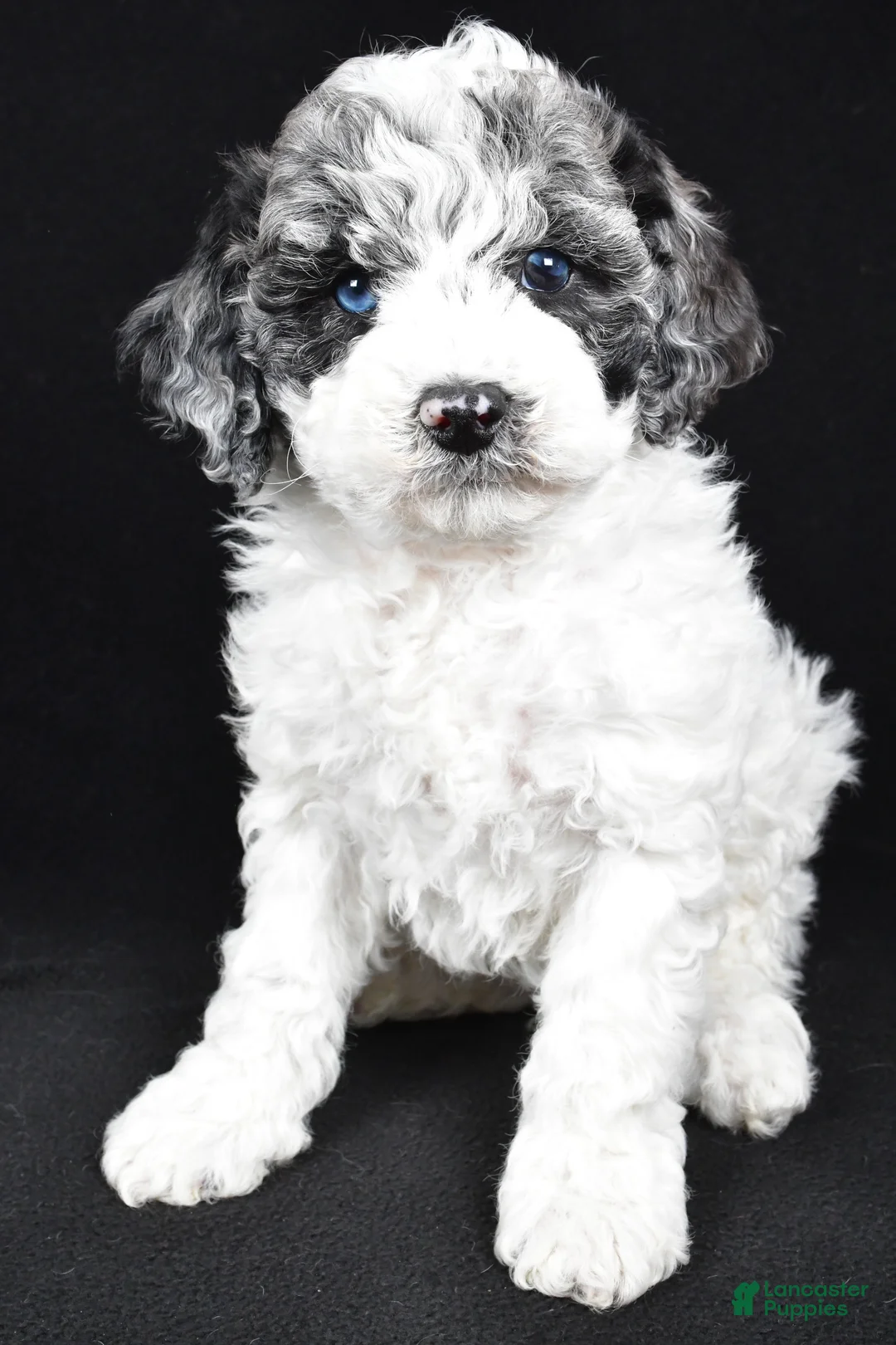 Cockapoo dogs for sale: Diesel - Ad 8