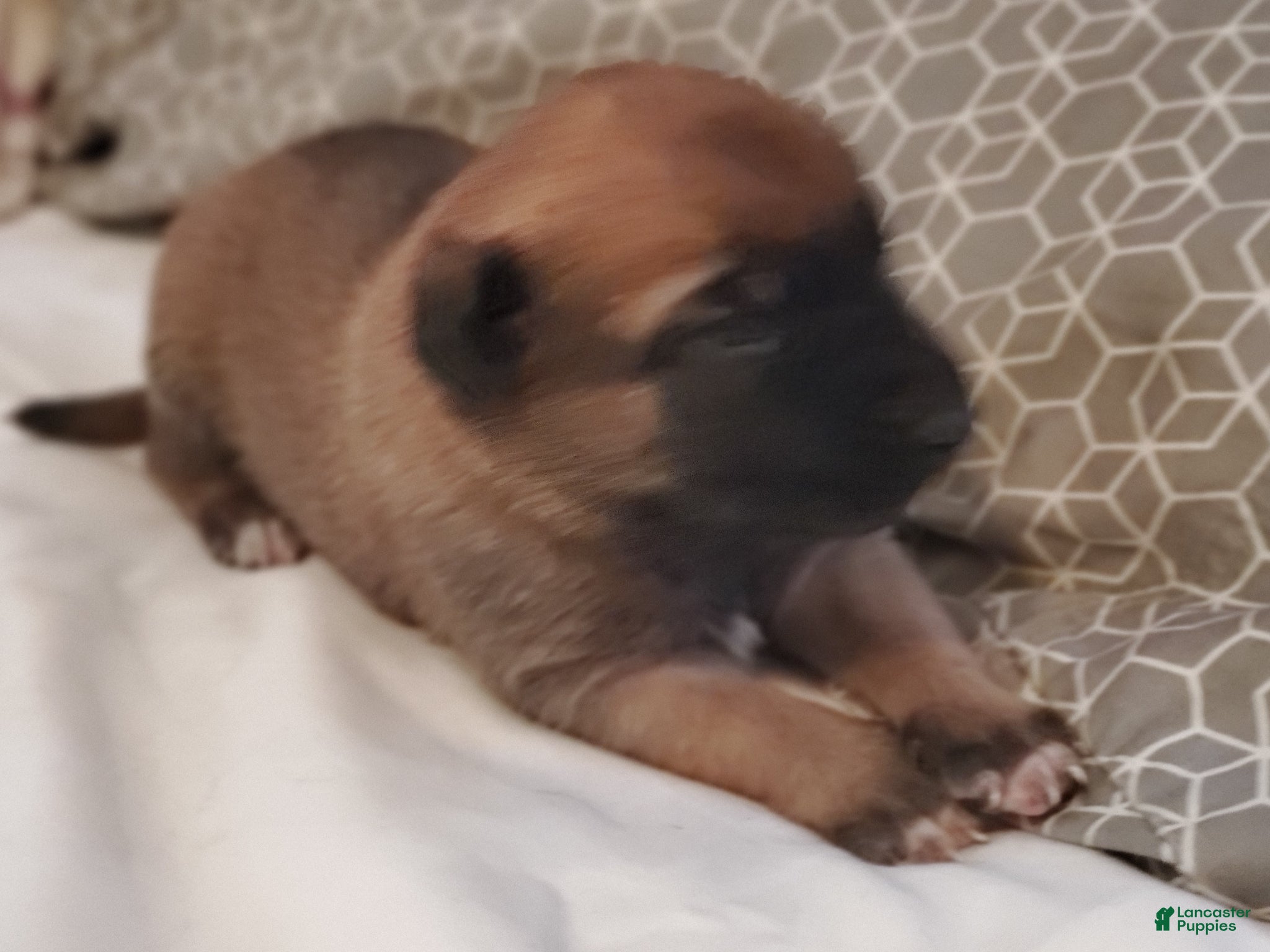 Belgian Malinois dogs Belgian Malinois Puppy 7 - Ad 36