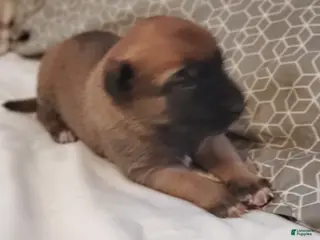 Belgian Malinois dogs Belgian Malinois Puppy 7 - Ad 18