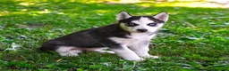 Alaskan Husky dogs for sale: Aspen - Ad 2