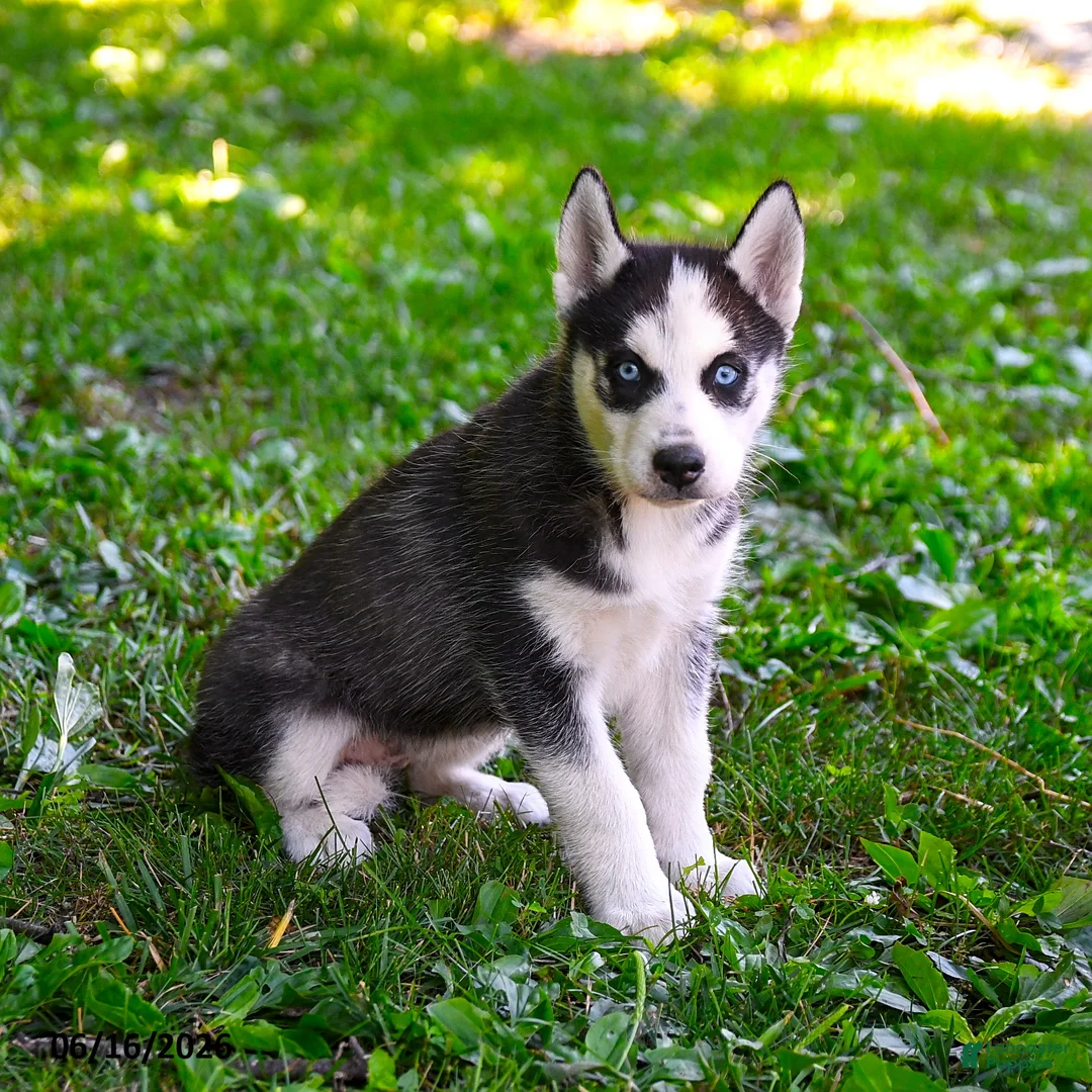 Alaskan Husky dogs for sale: Aspen - Ad 2