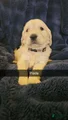 Golden Retriever Puppy 7