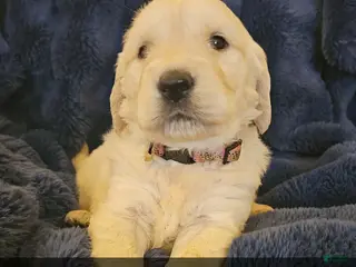 Golden Retriever dogs Golden Retriever Puppy 7 - Ad 24