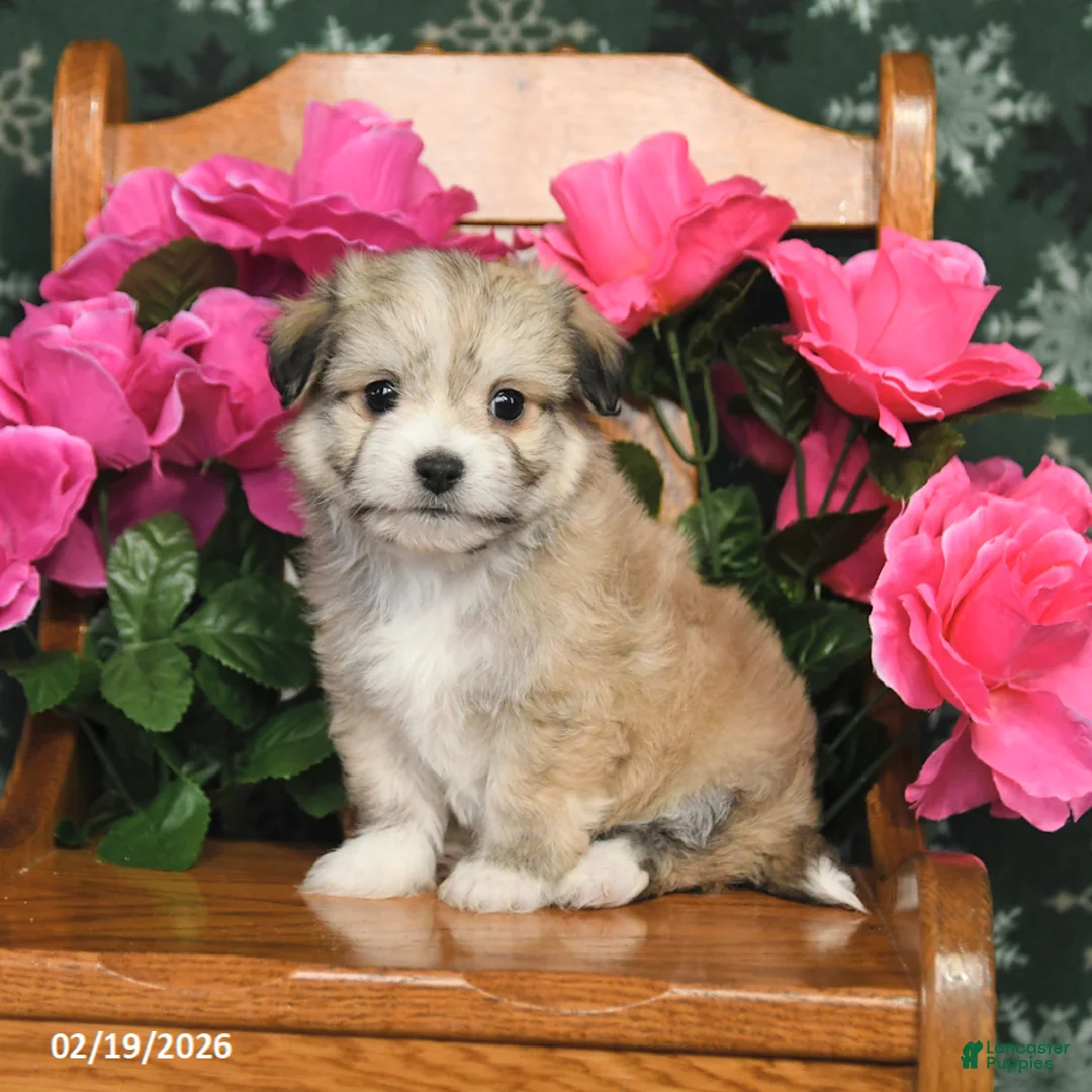 Mixed Breed dogs for sale: Tucker - Ad 2