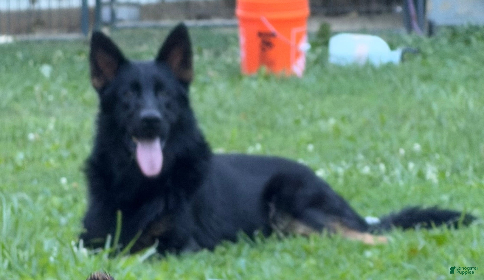 German Shepherd dogs Sebastian  - Ad 1
