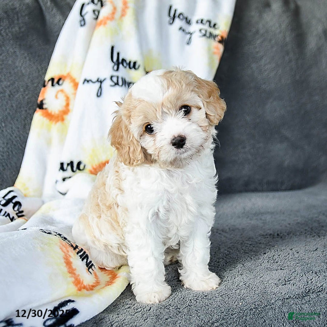 Cavachon dogs for sale: Remy - Ad 2