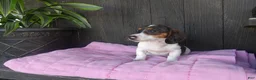 Miniature Dachshund dogs for sale: Daisy - Ad 4