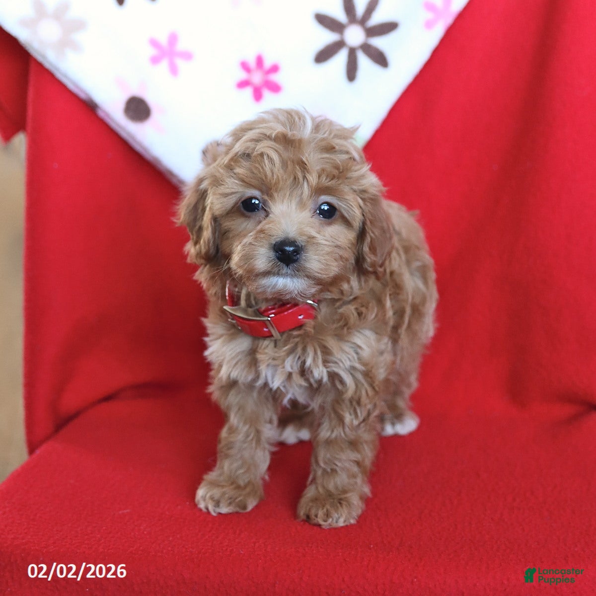 Maltipoo dogs Sugar - Ad 6