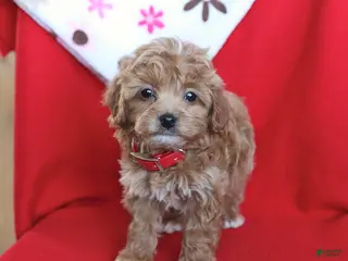 Maltipoo dogs Sugar - Ad 6