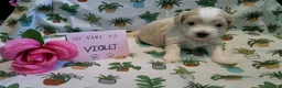 Maltipoo dogs for sale: Violet - Ad 6