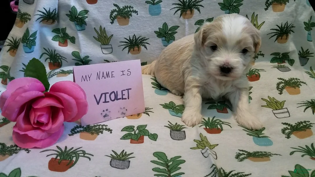 Maltipoo dogs for sale: Violet - Ad 6