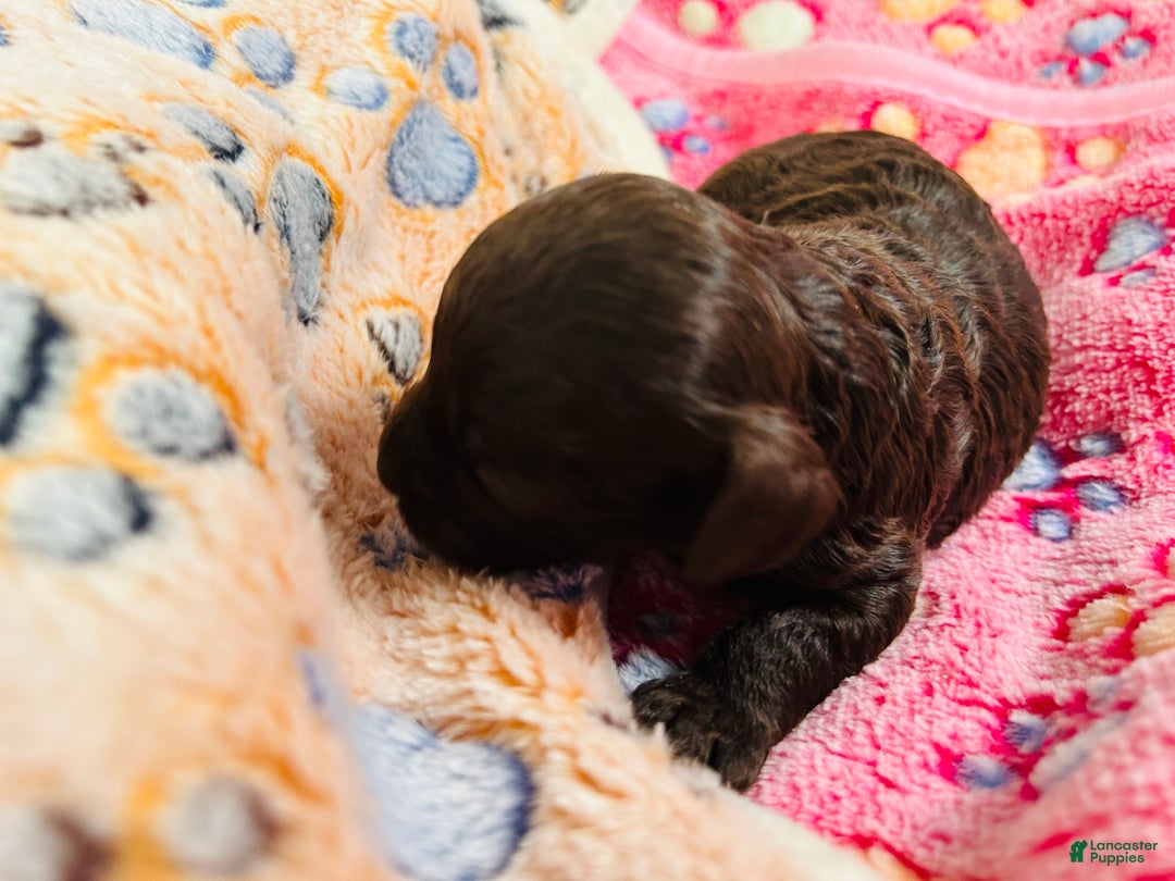 Cavapoo dogs for sale: Cavapoo Puppy 3 - Ad 4