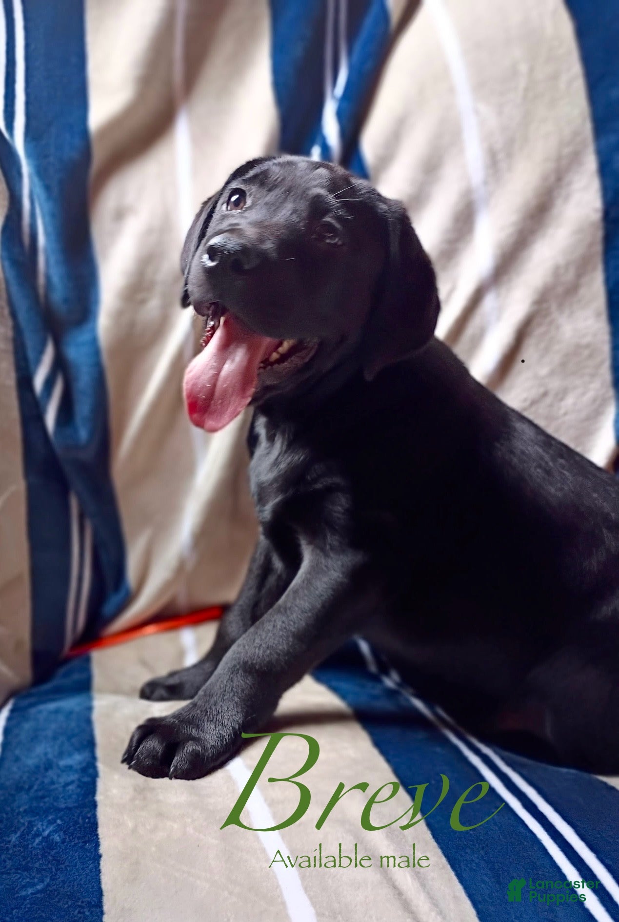 Labrador Retriever dogs Breve - Ad 40