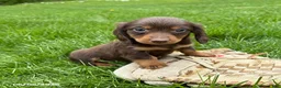 Miniature Dachshund dogs for sale: Hosea - Ad 3