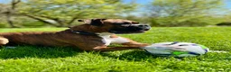 Boxer dogs for stud: Knuckles - Ad 2