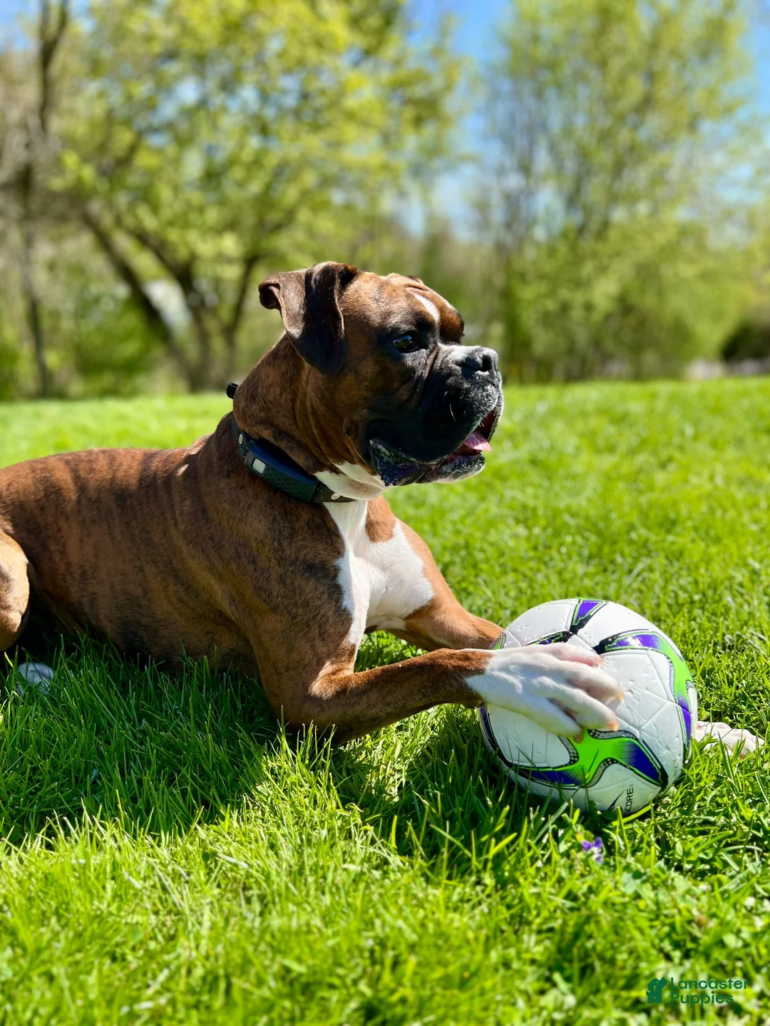 Boxer dogs for stud: Knuckles - Ad 2