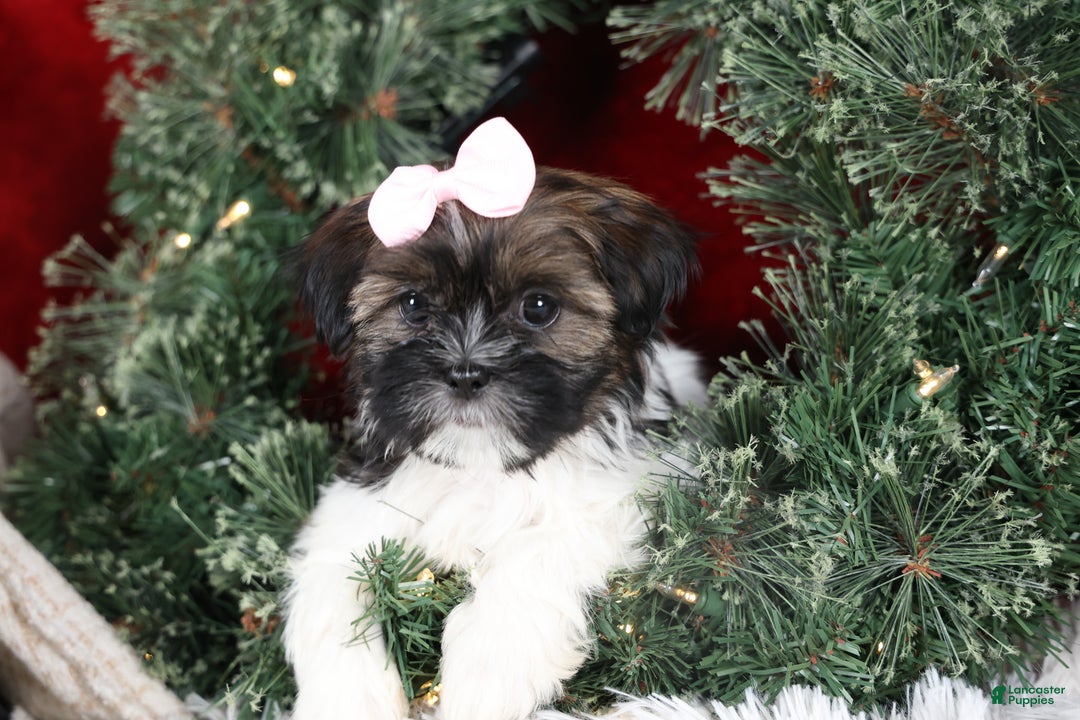 Shih Tzu dogs for sale: Penny - Ad 18