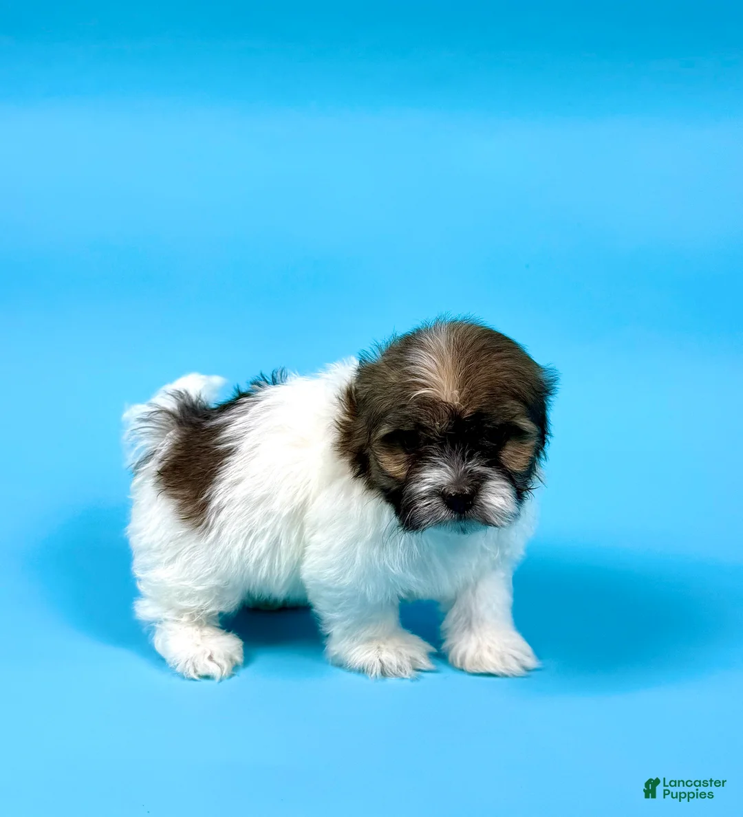 Havanese dogs for sale: VANCE - Ad 4