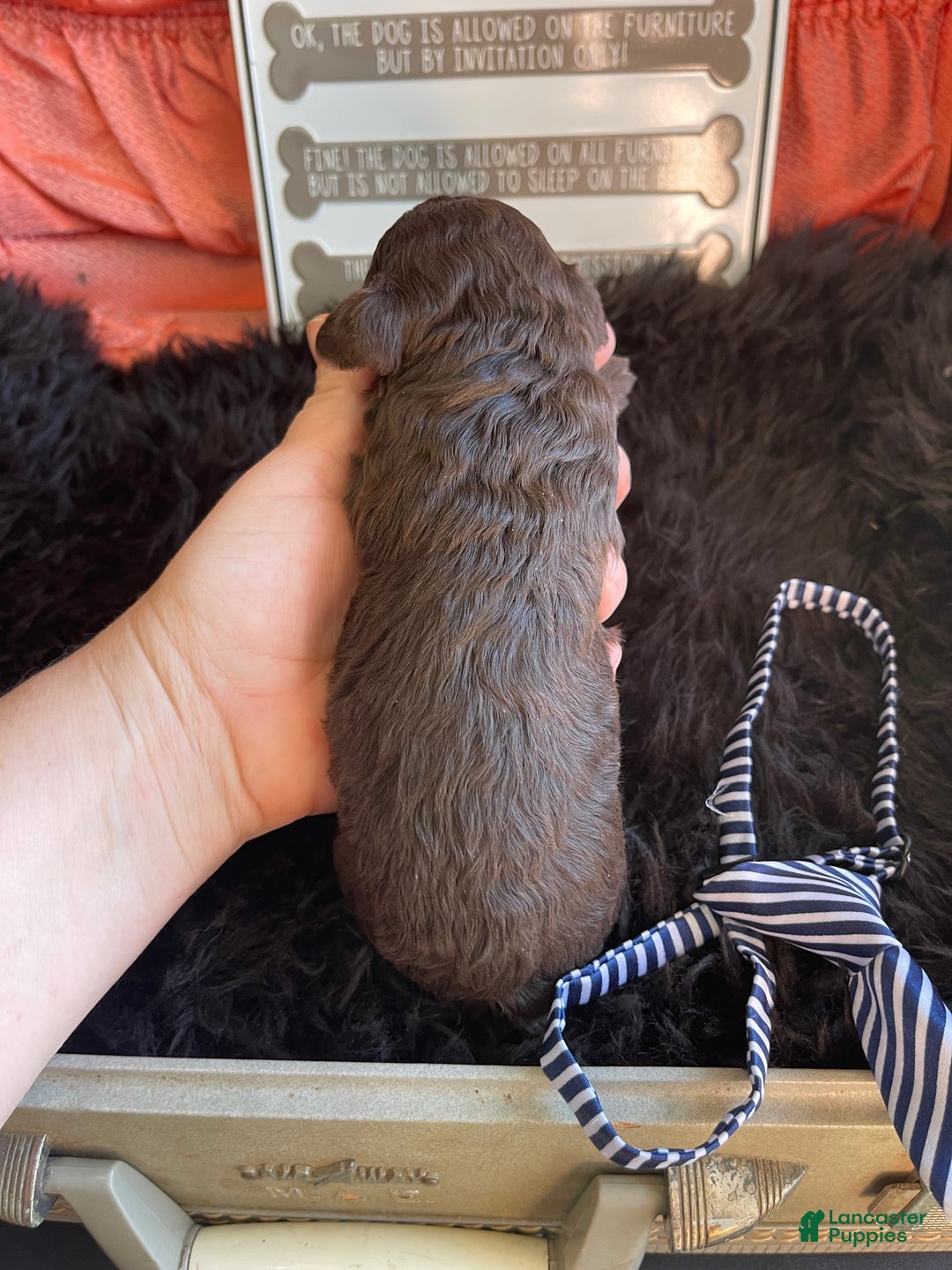 Miniature Poodle dogs for sale: Akc Clear Chocolate Phantom Boy 1 - Ad 16