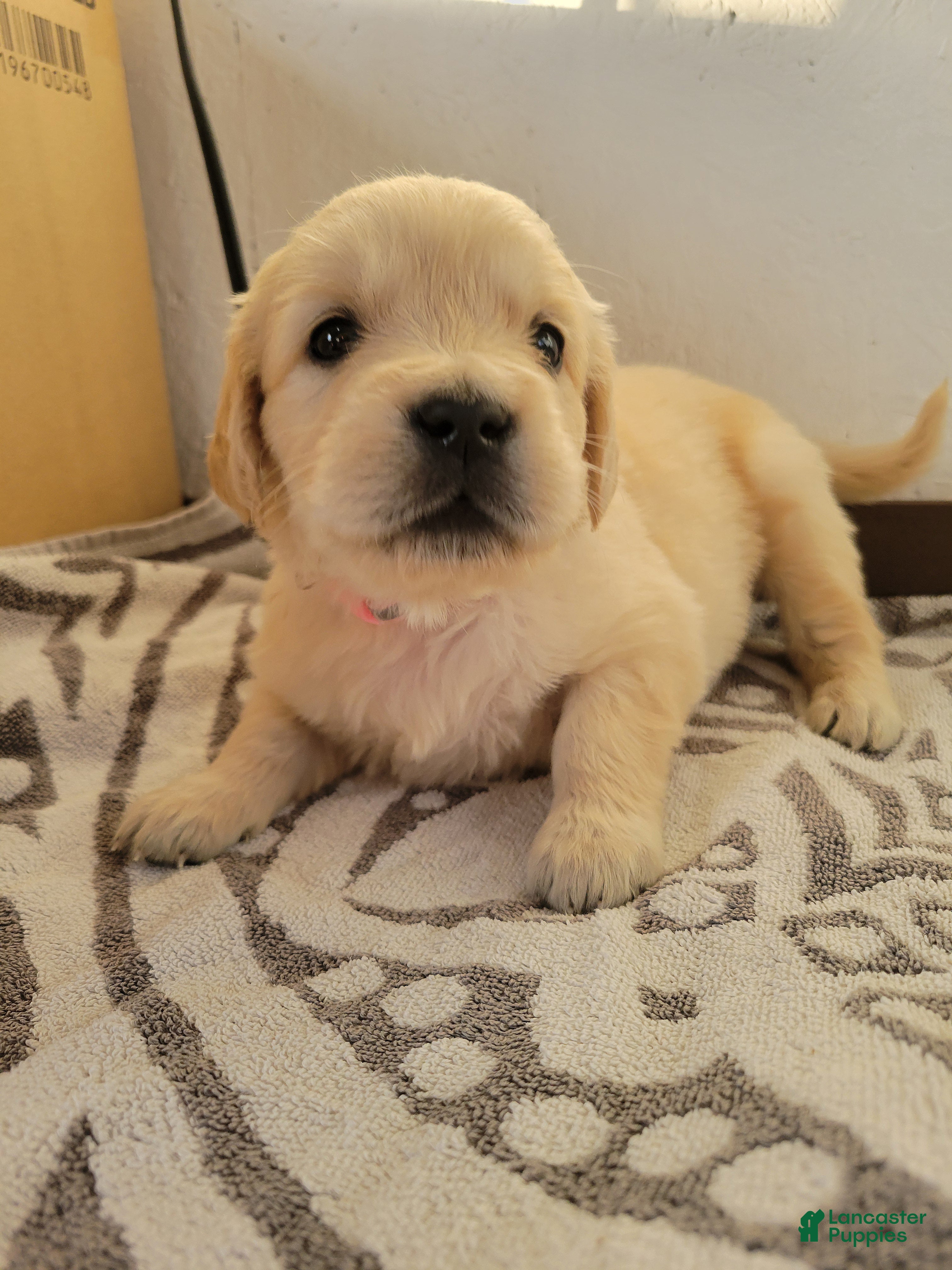 Golden Retriever dogs Fruity Pebbles  - Ad 1