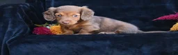 Miniature Dachshund dogs for sale: Ruby - Ad 4