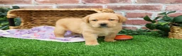 Labrador Retriever dogs for sale: Esther - Ad 2