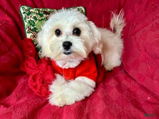 Maltese dogs Lemon - Ad 8