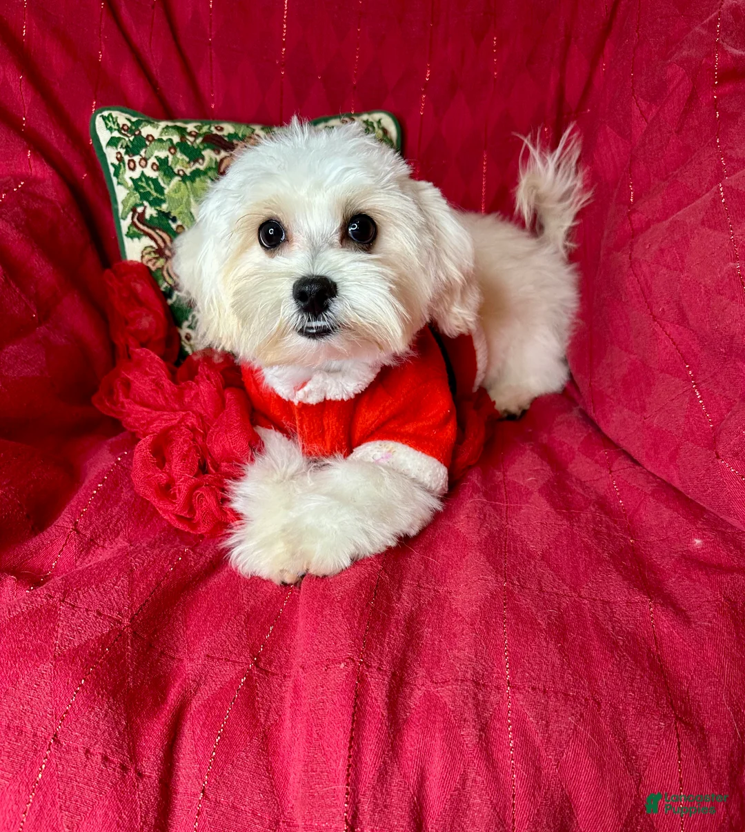 Maltese dogs for sale: Lemon - Ad 7
