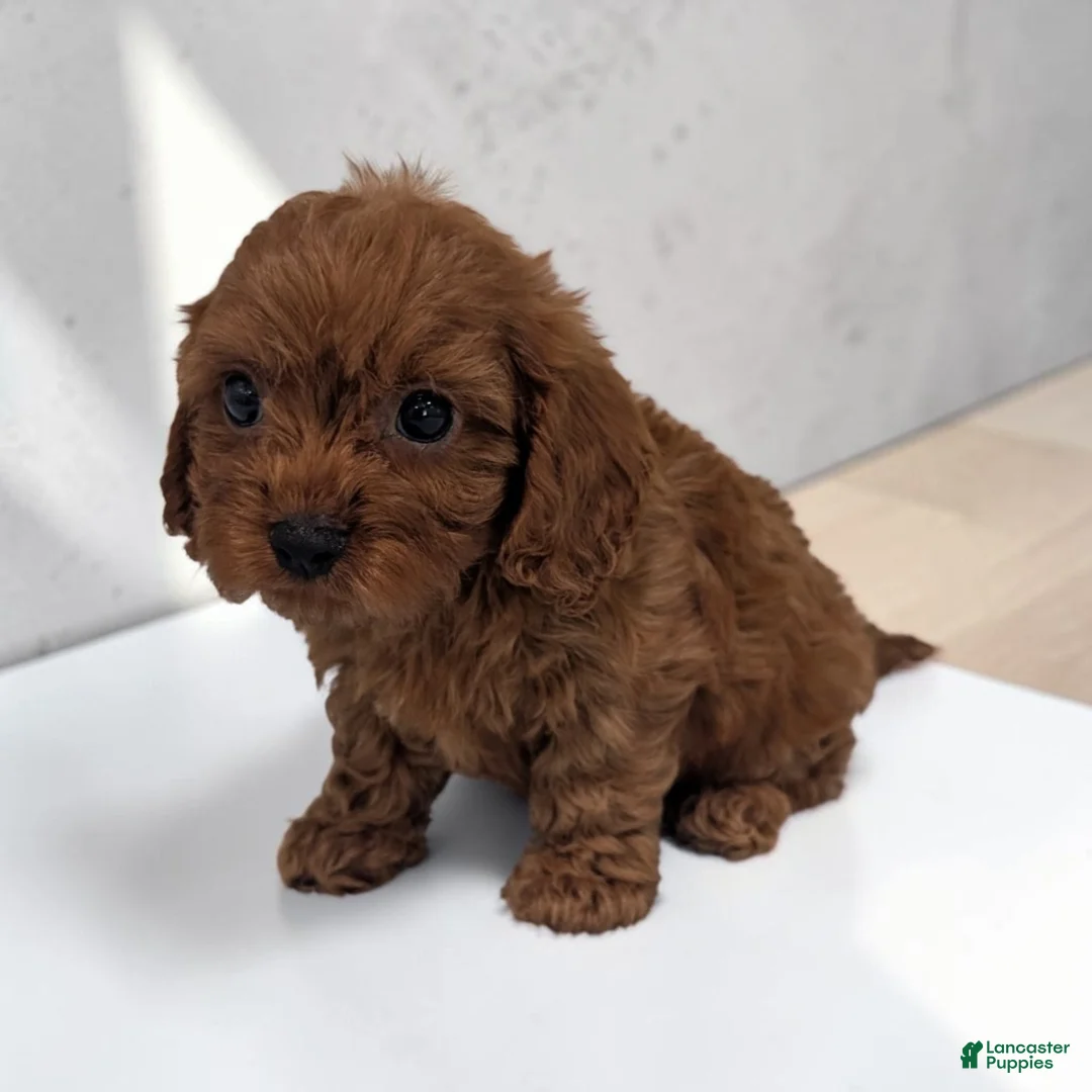 Cavapoo dogs for sale: Aero - Ad 2