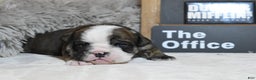 English Bulldog dogs for sale: Jim - Ad 5