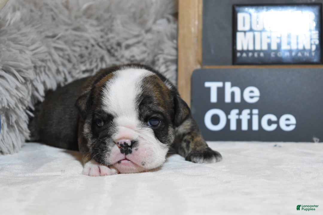 English Bulldog dogs for sale: Jim - Ad 5