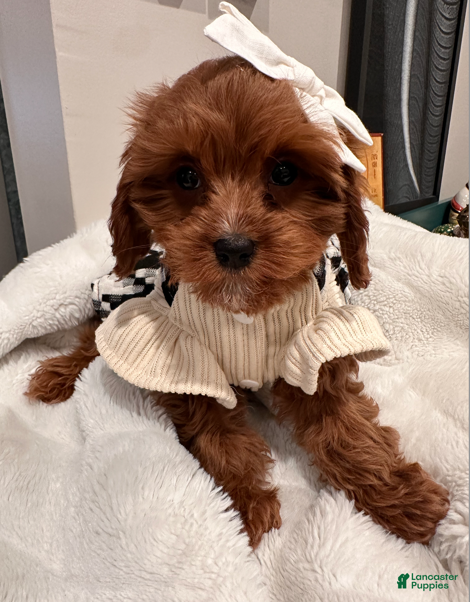 Cavapoo dogs Pearl- POTTY TRAINING and CRATE TRAINED & HOME RAISED - Ad 24