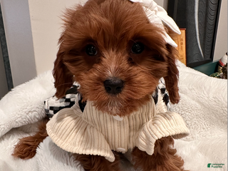 Cavapoo dogs Pearl- POTTY TRAINING and CRATE TRAINED & HOME RAISED - Ad 24