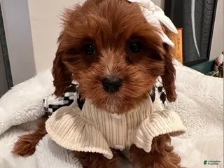 Cavapoo dogs Pearl- POTTY TRAINING and CRATE TRAINED & HOME RAISED - Ad 8