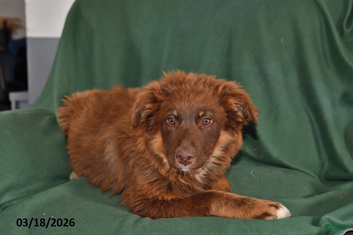 Mixed Breed dogs Chloe - Ad 2